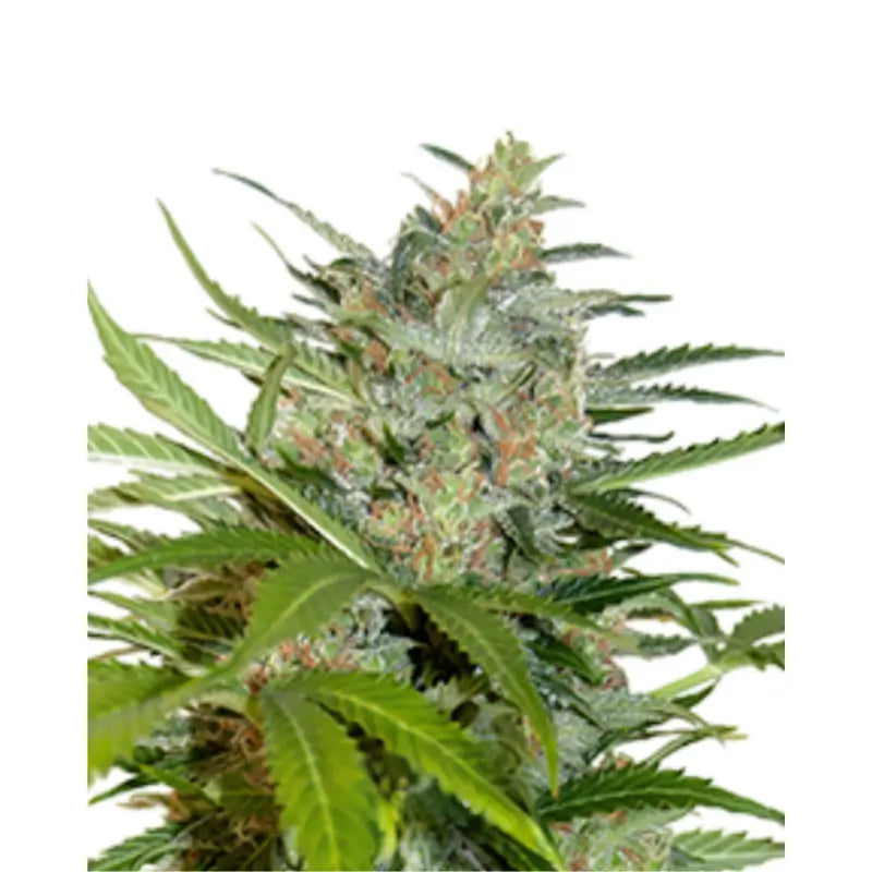 Northern Lights Auto Cannabis Seeds - 3 Seeds