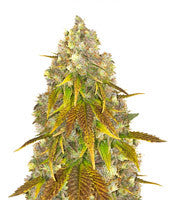 818 Headband (Cali Connection Seeds)