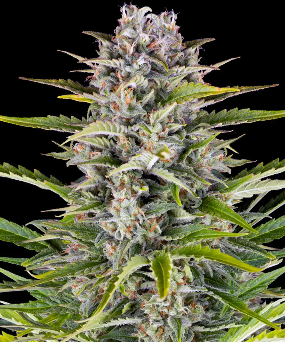 Barneys Farm Gorilla Zkittlez Auto - 1 Stück