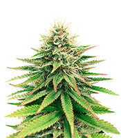 Tatanka Pure CBD (RQS)