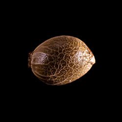 THCV - 1 Seed
