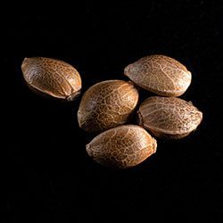THCV - 5+2 Seed