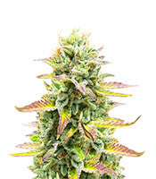 Tropicana Cookies Fast Flowering (Fast Buds)