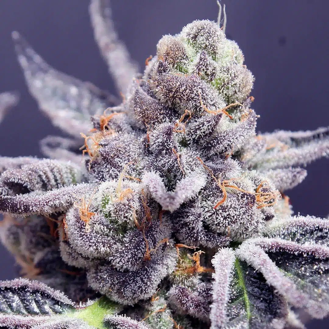Tropicana Cookies Seeds (22% THC)