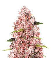 Tropicanna Poison F1 Fast Version (Sweet Seeds)