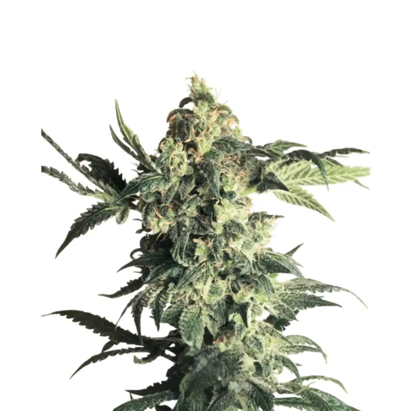 Northern Lights Feminized Cannabis Seeds - 3 Seeds