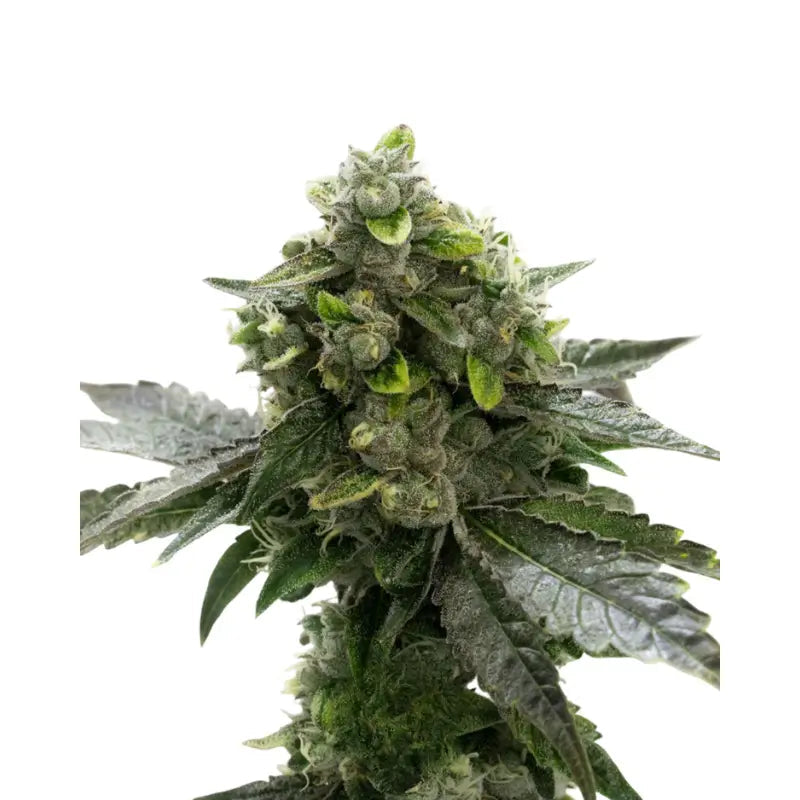 Black Domina Auto Cannabis Seeds - 3 Seeds