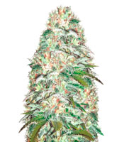 Parmesan (Victory Seeds)