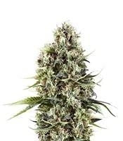 Chocolate Haze (RQS)
