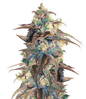 Panama D.C. Regular (CannaBioGen)