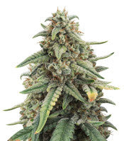 4 Assed Monkey (Mephisto Genetics)