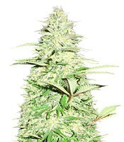 Blue Nitro Haze (Sumo Seeds)
