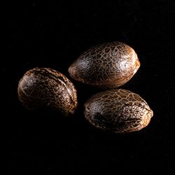White Domina - 3+1 Seed
