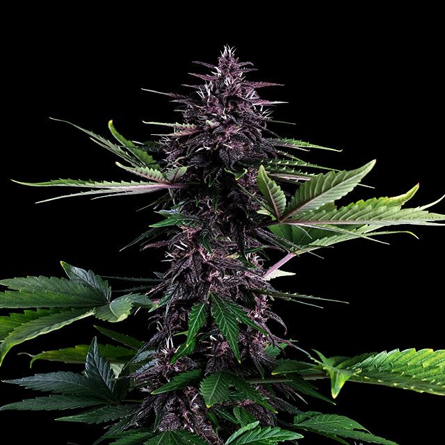 Swiss Dream Rosé Auto CBD