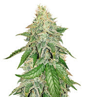 Sour Hound F2 Auto (Mephisto Genetics)