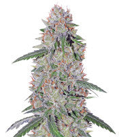 Super Lemon Haze x Clementine (GHS)