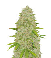 Super Skunk (Vision Seeds)