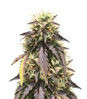 Thin Mint Crack Autoflower (Seedstockers)