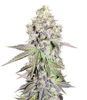 Auto Purple Gorilla (Short Stuff Seeds)