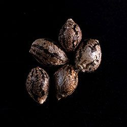 Amnesi-K Lemon - 5+2 Seed