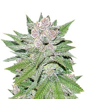 Blueberry Cheesecake (Female Seeds)