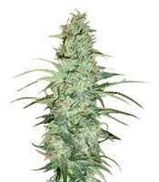 Super Skunk regular (Nirvana Seeds)