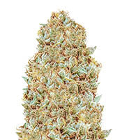 Monster Z (Monster Genetics)