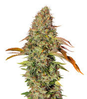 Z OG Auto (Barney's Farm)