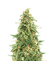 Zombie Death Fuck (BlimBurn Seeds)