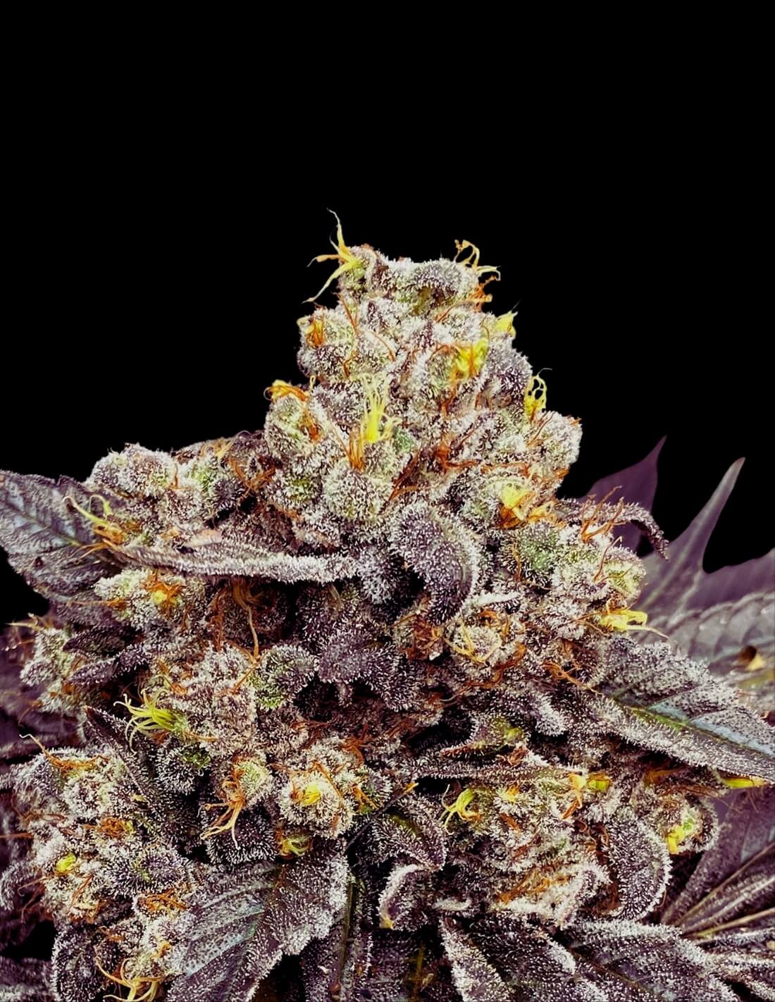 Biscotti Seeds Seeds (25% THC)