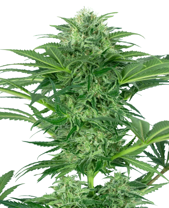 Skunk Dream CBD