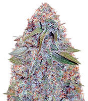 Caramelino (Victory Seeds)
