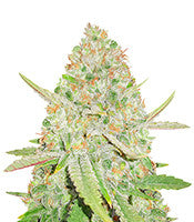 Lemon Shining Silver Haze (RQS)