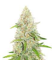 Special Queen #1 (RQS)
