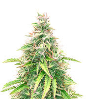 Stress Killer Automatic CBD (RQS)