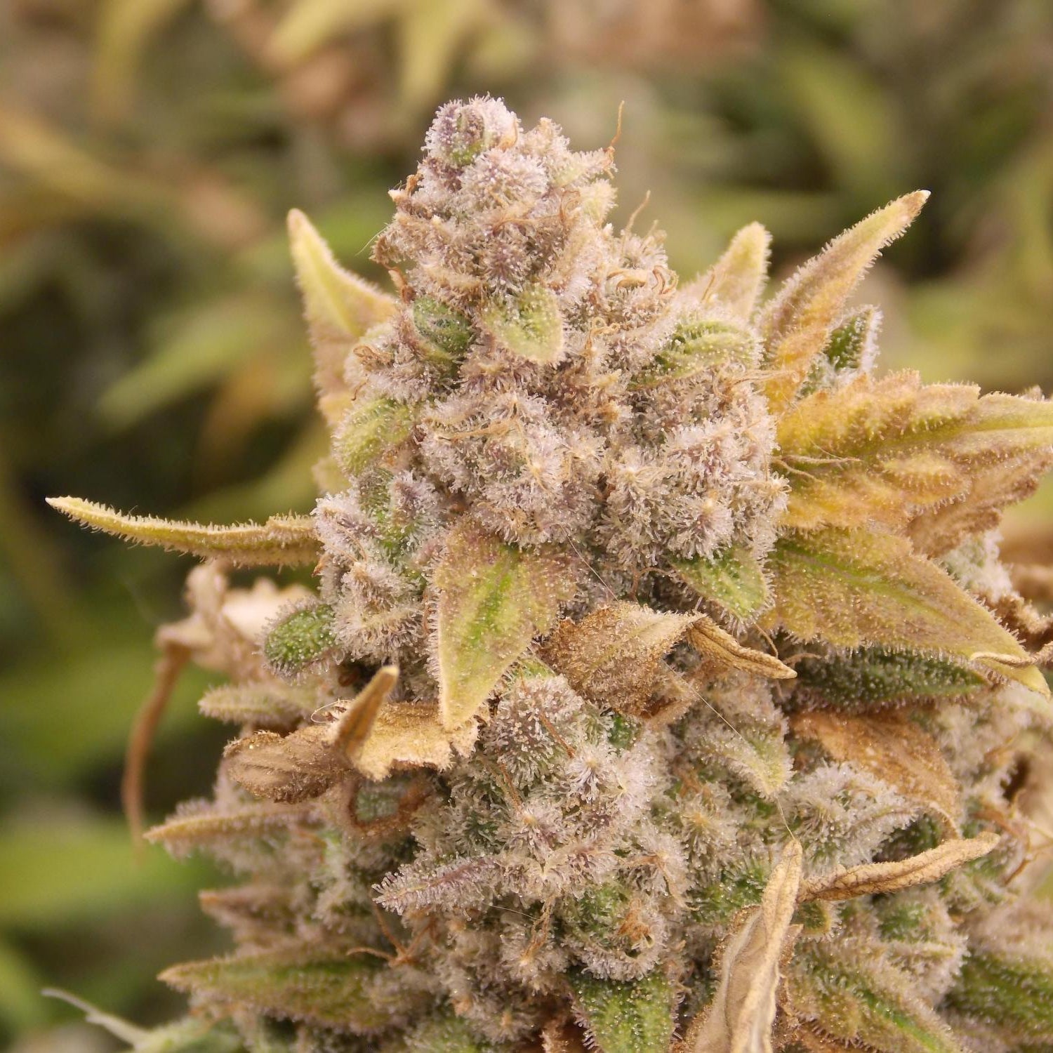 Platinum Chunck Cookies Steckling - 3 Stecklinge