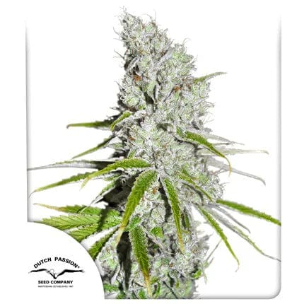 Skunk Haze CBD