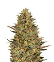 Wedding Flowers (Dr. Krippling Seeds)