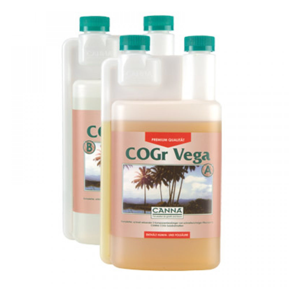 Canna Cogr Vega, Wachstum