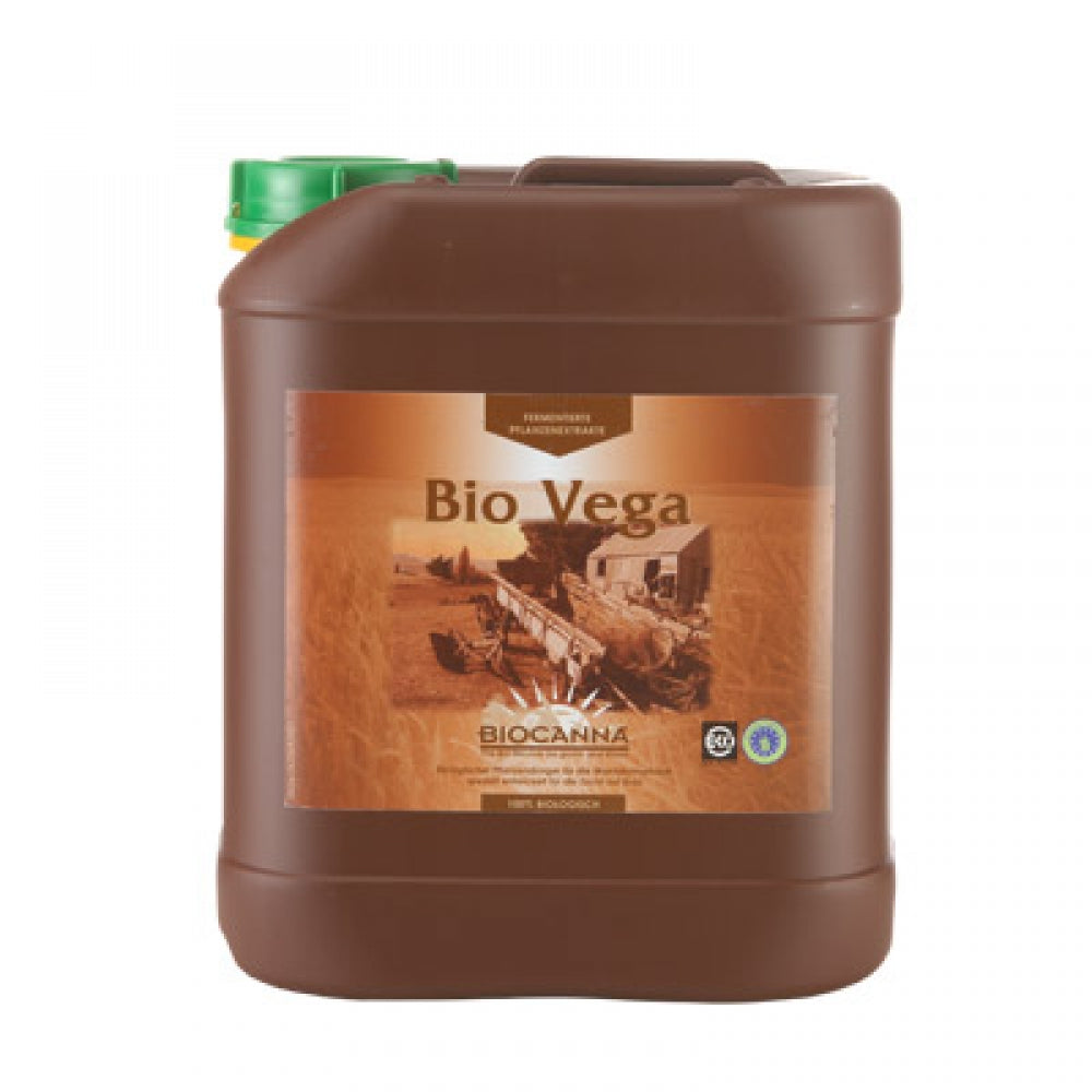 Canna Bio Vega, Wachstum