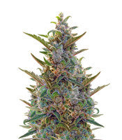Berry Ryder Auto (Auto Seeds)