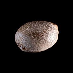 Karibbean Mango - 1 Seed