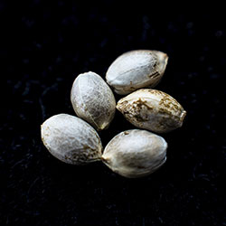 Runtz Auto - 5+2 Seed