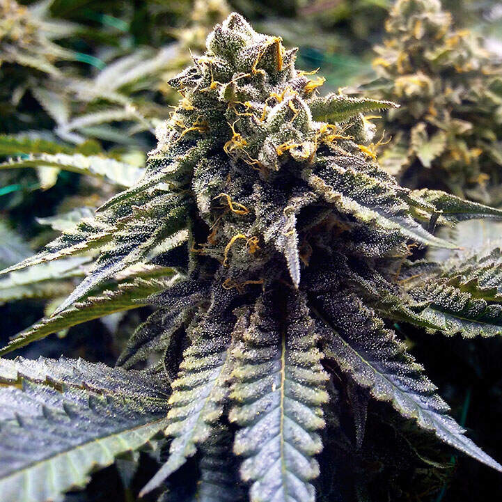 Chocolate Mint Auto