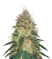Pineapple Haze Regular (Barney's Farm)