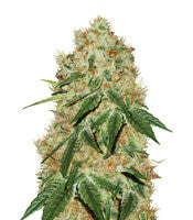 Grandaddy Banner (Big Head Seeds)