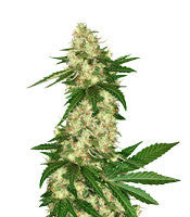Congo (Ace Seeds)