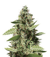 Bruce Banner #3 (BlimBurn Seeds)
