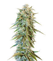 Blue Fire (Humboldt Seeds)
