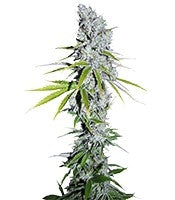 CBD Skunk Haze (Dutch Passion)